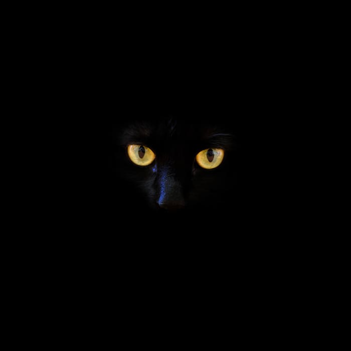 If you own a black cat, you'll probably only be able to see their glowing eyes in the dark.
