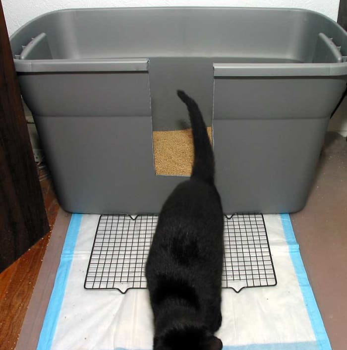 Cat spraying on litter box