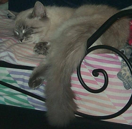 This tom cat was successfully introduced to three other unaltered toms with the use of crating as a training device. These "time out" periods worked with great effectiveness for me.