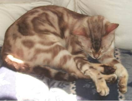 Sometimes "honeymoon suites" can be created for a breeding pair by using a small cage that reduces the ability for the female to roll out of position for the tom.