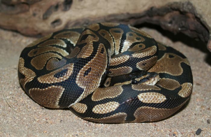 Best Beginner Snakes: Corn Snakes, Ball Pythons, and Red Boas - PetHelpful