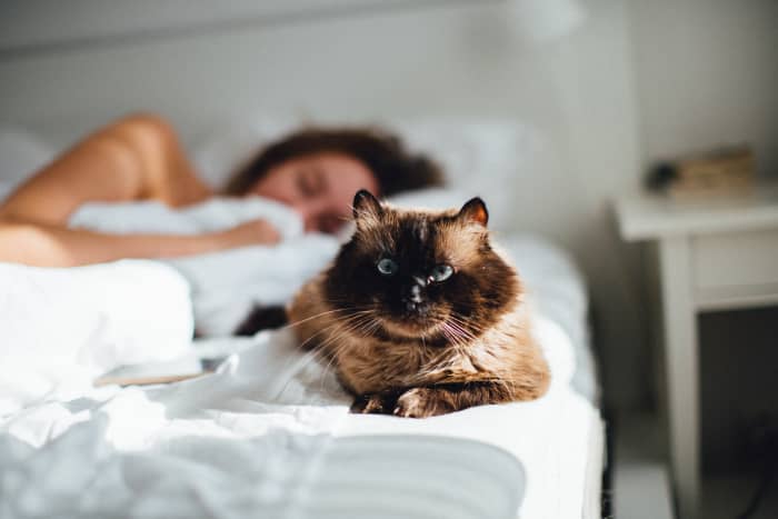 Cats can be extremely protective, and will sometimes "stand guard" when you're indisposed, or pounce upon potential threats.