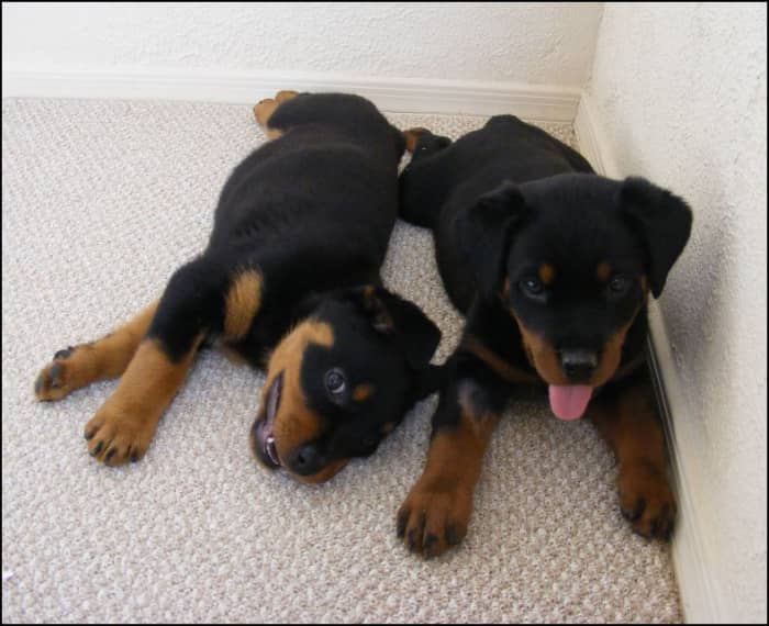 It is important to help pups overcome their fears through baby steps by creating positive associations.