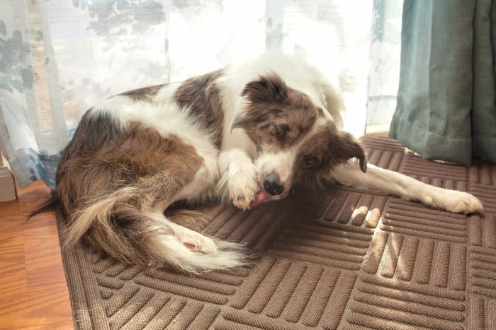 If your dog suddenly starts licking a certain paw excessively, a recent injury may be the culprit.
