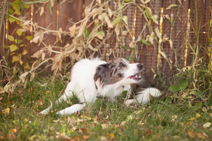 Like humans, dogs can be allergic to all sorts of things in their environment. A blood test from a vet can help narrow it down.