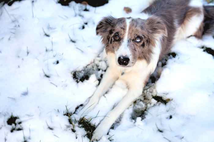 Small iceballs and toxic deicing salts can irritate and even injure your dog's paws. 