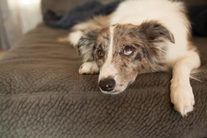 Sometimes, dogs lick or chew their paws out of anxiety, much like a human might bite their nails or pick at their skin.