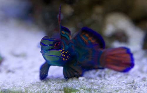 Mandarin Dragonet Fish Facts and Care - PetHelpful