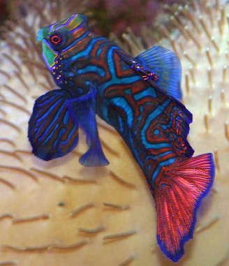 Mandarin Dragonet Fish Facts and Care - PetHelpful