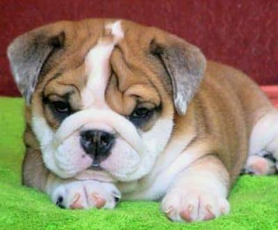 A Guide to English Bulldogs: Puppies, Temperament, Diet & More - PetHelpful