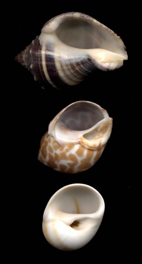 Shells with D-shaped holes are preferred by crab species with flatter thoraxes. Pictured (top to bottom): Crown Conch, Babylonia Spirata, Whale Eye