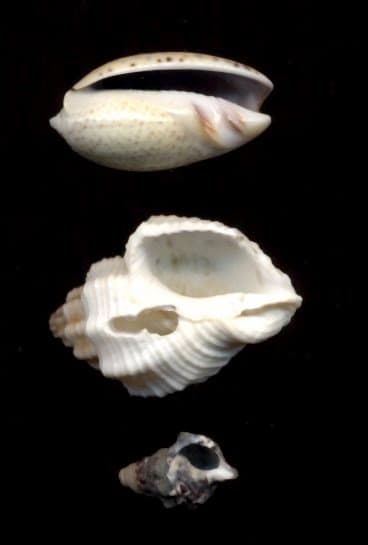Avoid these types of shells (top to bottom): shells with slit openings, broken shells, and micro shells.