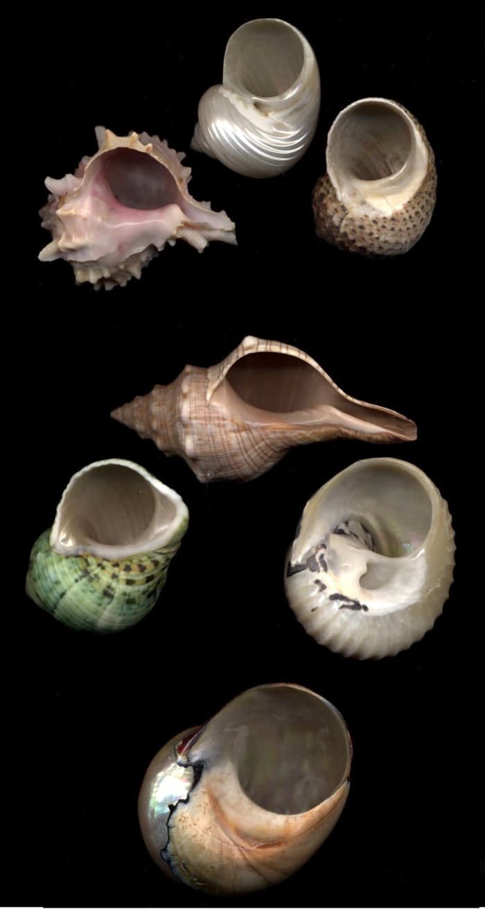 Let's say your hermit crab is in the topmost shell. The rest are for size comparisons. Top group: all roughly the same size as your crab's current shell. Middle group: one size larger (these are the shells you should buy!). Bottom: too large.