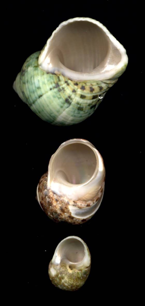 Shells with round holes are preferred by most common hermit crabs. Pictured (top to bottom): Natural Green Turbo, Tapestry Turbo, Turbo Cinerius