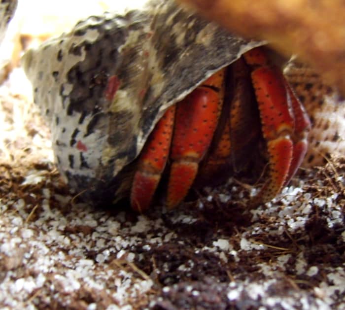 Hermit crabs use their shells to store water, control their temperature, and of course for protection. They will be the judge of what fits best—just be sure to clean the shells well.
