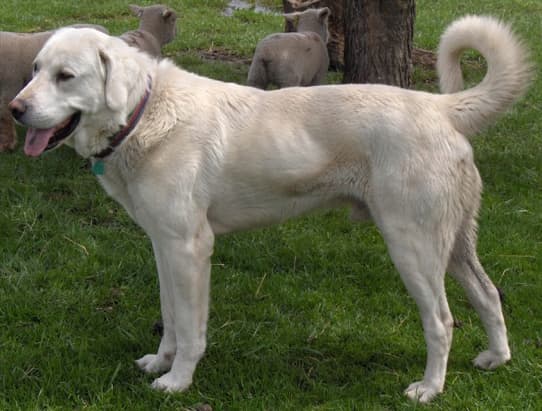 A male Akbash. These dogs are hard-working and bred to be independent. They may not cooperate during training but are loyal, family-oriented dogs.
