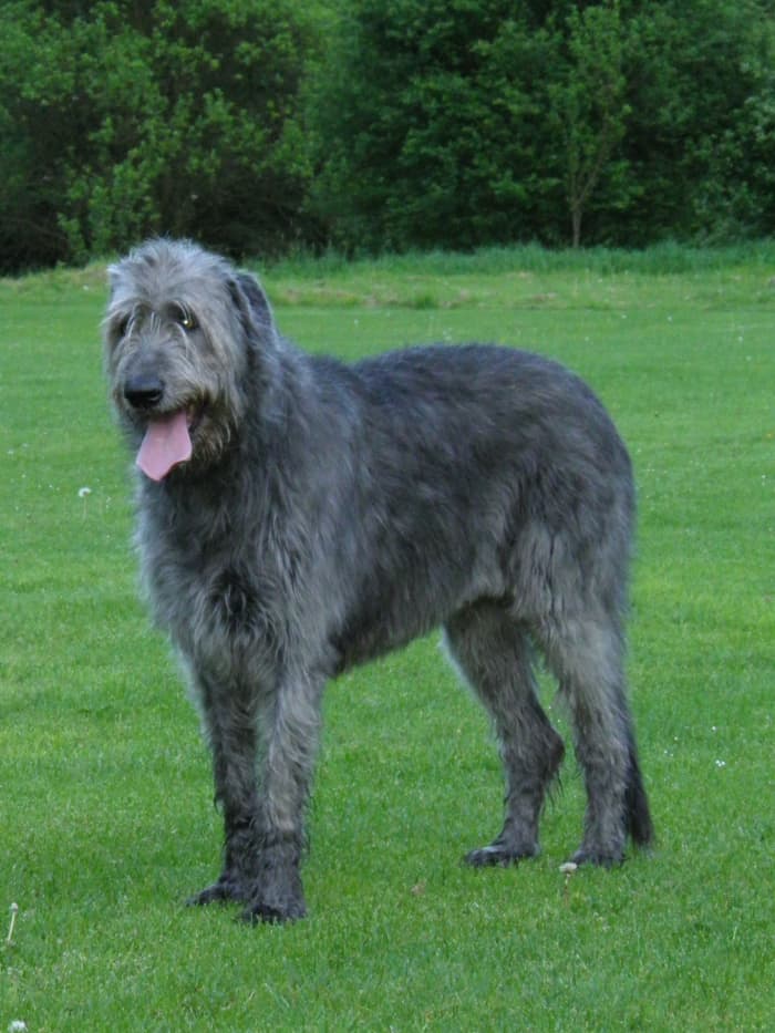 Irish Wolfhounds are the tallest dog breed. They are sweet-tempered, patient, and can be trusted with children.