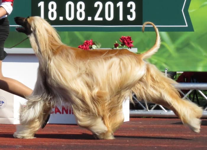 An Afghan Hound in the ring during a handler competition. These dogs are handsome but not the most intelligent breed.