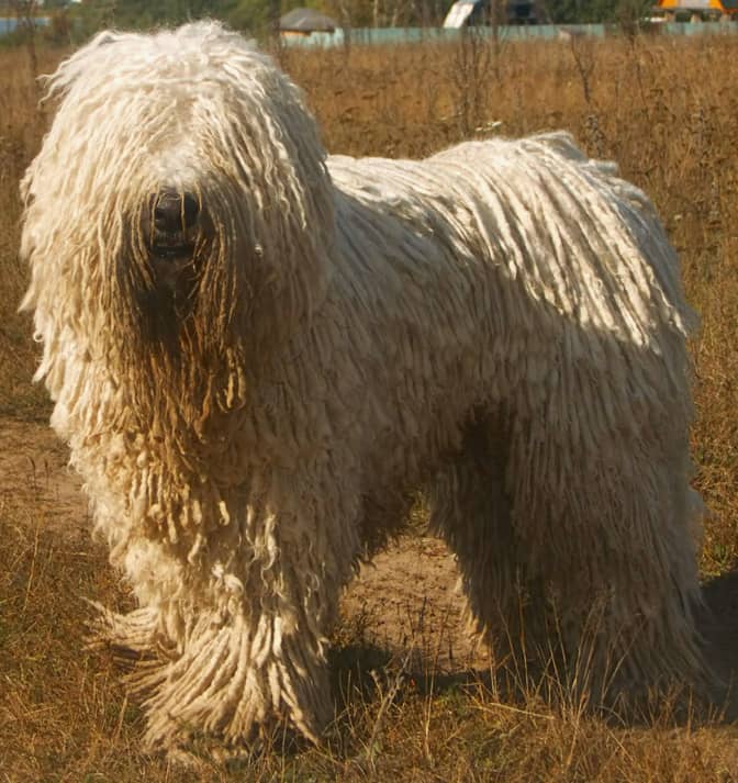 Komondors are one of Hungary's national breeds. The special dread lock coat protects against extreme temperatures.