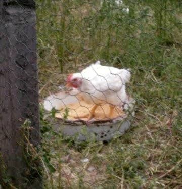 This bird is around four pounds. You can see how much of the weight of these birds is in their breasts.