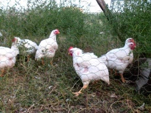 We stopped raising this breed in about 2012, because they continued to display increasing genetic problems and deformities.