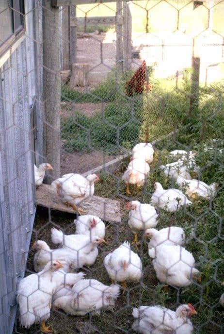 The birds enjoy going outside into the predator-free yard, even if they do nothing but sit in the sun and think chicken thoughts.