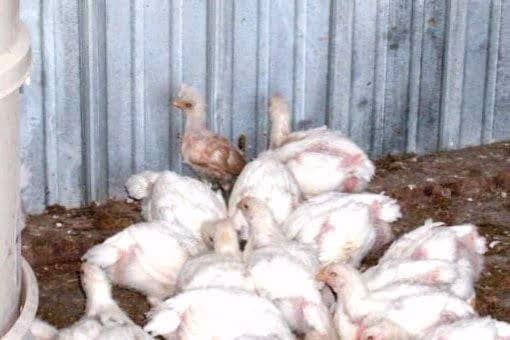 The young Polish rooster will be transferred to different housing with the egg laying chickens soon.