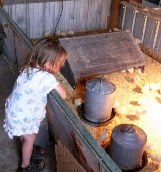 My two-year-old daughter enjoys the baby chicks very much, though she is not allowed to go into their enclosure.