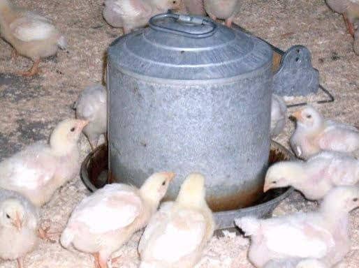This waterer ensures the birds have relatively clean, good water at all times, and is difficult for them to get wet in.
