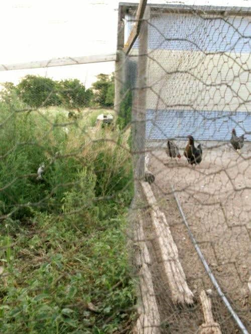The laying hens keep their pen eaten down, and forage outside of it wherever they like during daylight hours. The Cornish Rocks are too lazy to forage much.