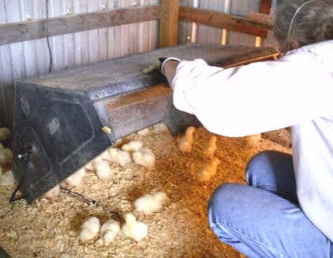 Sometimes newly hatched chicks have trouble digesting their food, and get "gummed up." Miss Heather catches two that need their bottoms washed, and takes them outside to the hydrant to gently help them. If not cared for thus, these chicks would die.