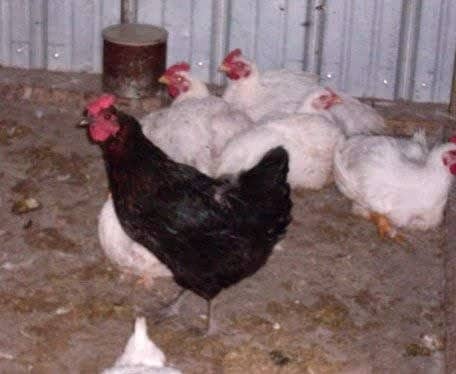 This visiting black laying hen seems confused about what she is. She will return to her own kind before long.