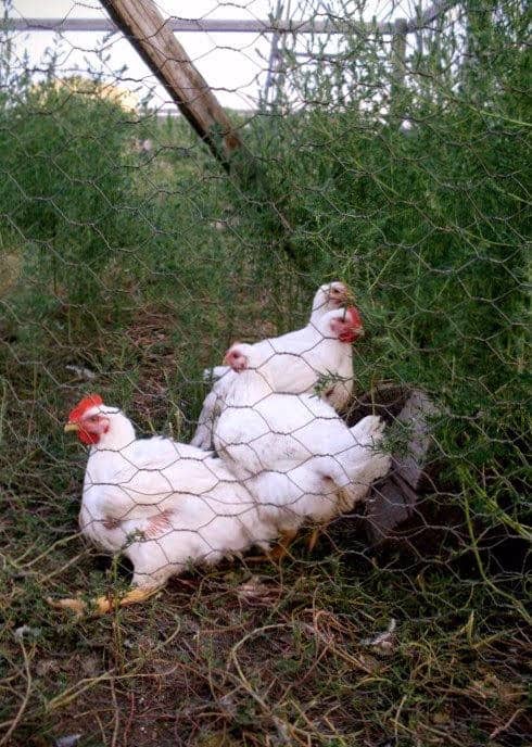 Their legs often give these birds trouble at an early age. The breed grows too fast in some areas for their bodies to keep a good balance of strength.