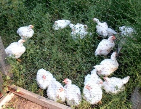 Many weeds are suitable for chickens, and add to their wellbeing, just as garden greens do for people.
