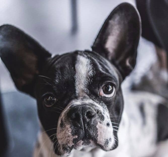 Dogs with erect ears are less likely to get infections because their ears receive more sunlight and airflow.