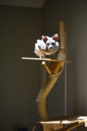 Anyone can do a cat tree like this one! All you need is a great branch. Use a little ingenuity to attach it to a solid base and add some rope and a couple of shelves.