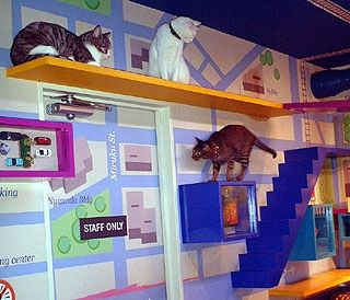 Fun cat room ideas