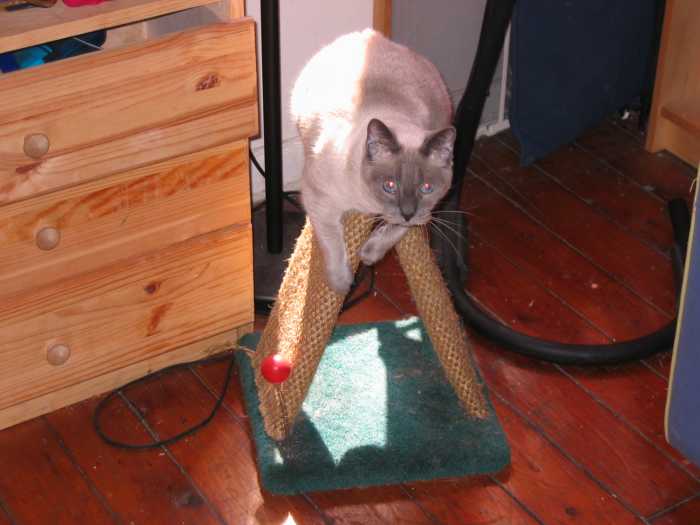 How to Make Your Own Cat Trees, Towers, and Other Structures PetHelpful
