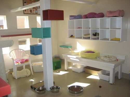 Kitty cat playroom