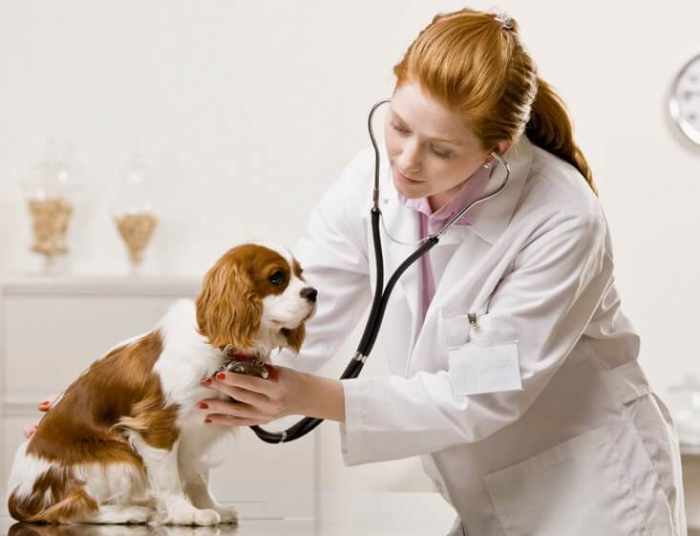 Take your dog to the vet for a proper diagnosis.