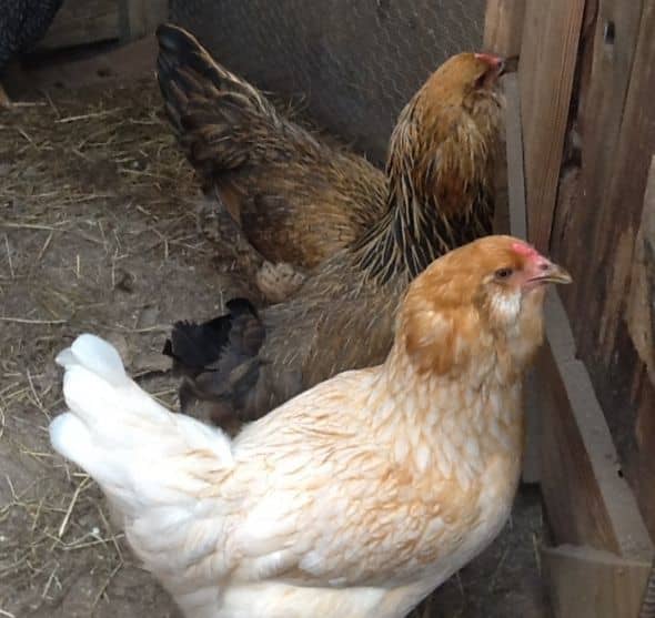 My Experience Raising Ameraucana and Easter Egg Chickens From Pullets ...