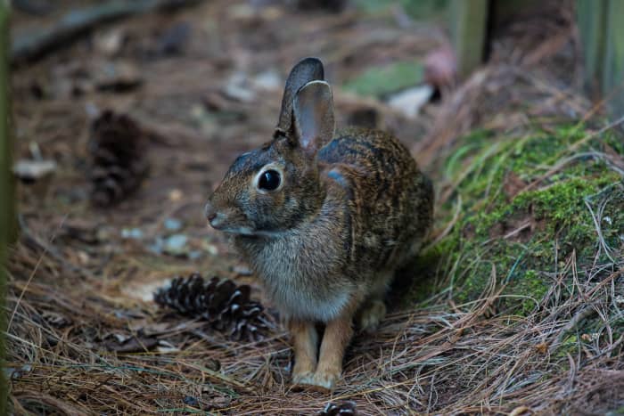 Keeping rabbits outdoors comes with all manner of challenges, but most relate directly to the weather.