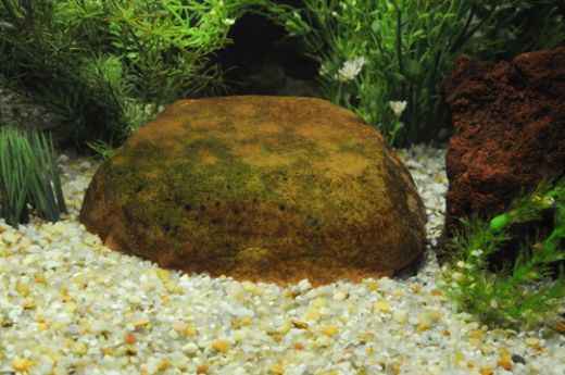 Algae grows fast. Only two weeks between changes and the algae is already growing