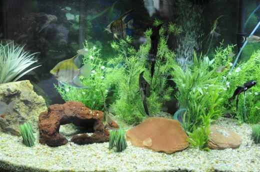 Your plants will also look new and there was no need to scrub them to get them this way