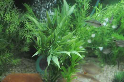 Never use bleach on live plants! It will kill them.