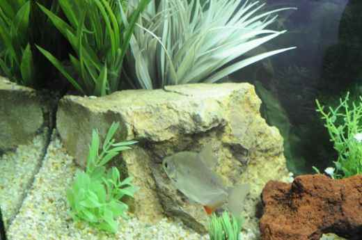 Rock after cleaning: As you can see, our rock is now bright in color and without any algae