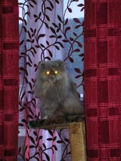 Though it might take a little time and effort, building your own cat tower can save you a lot of money—and it may even last much longer than the expensive store-bought kind.