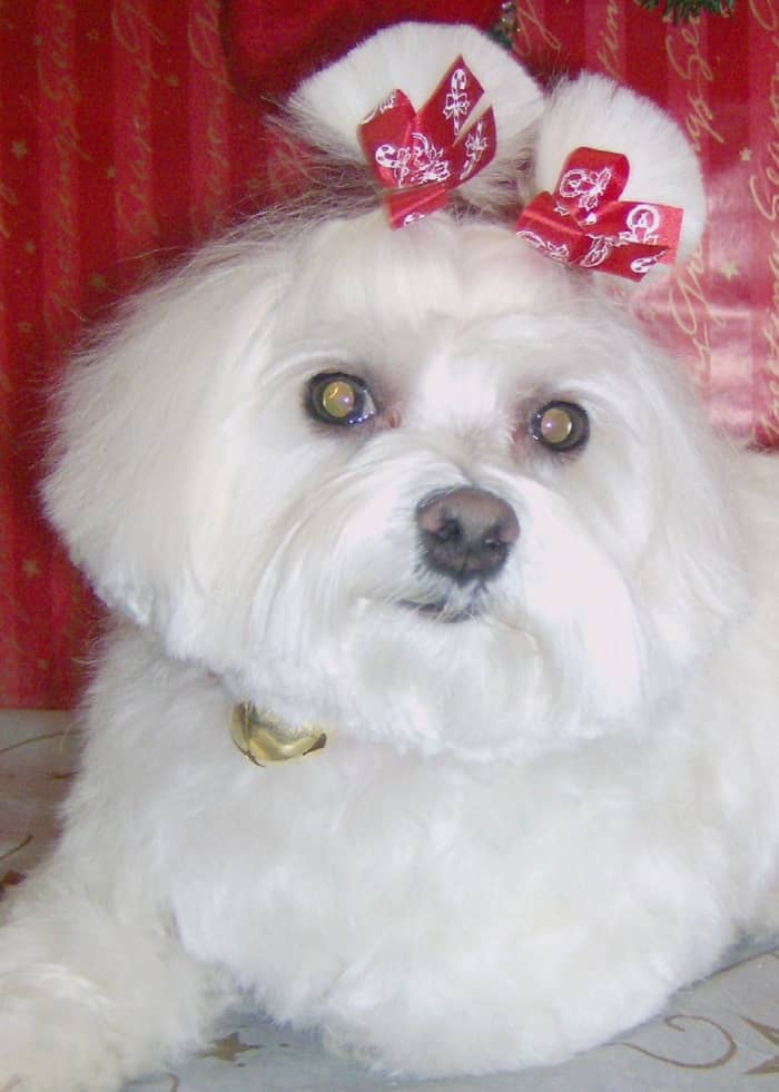 My favorite top knot to do! I call this the pom-pom top knot. I use my Greyhound comb to gather the hair, use rubberbands for braces to hold hair, then put in bows afterwards.