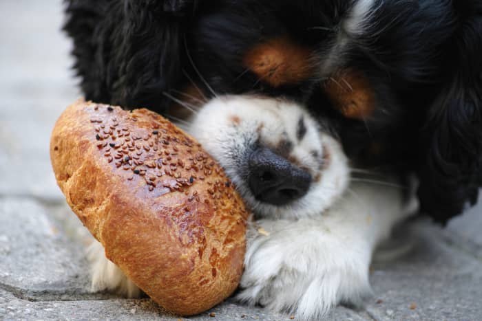 Cavaliers aren't picky when it comes to treats—they'll gladly spin in circles for anything from a green bean to their favorite biscuit.