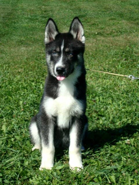 Tux at four months of age. His ears and legs have outgrown him and his adult coat has not come in yet.